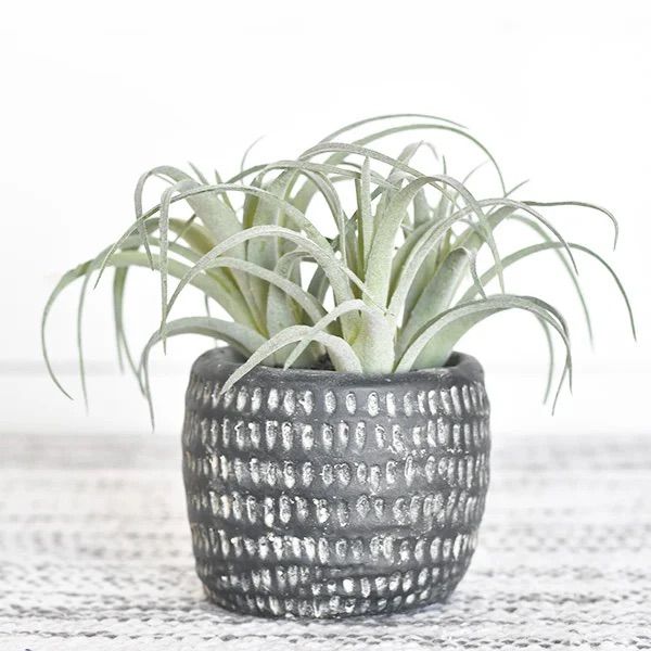 Air Plant in pot