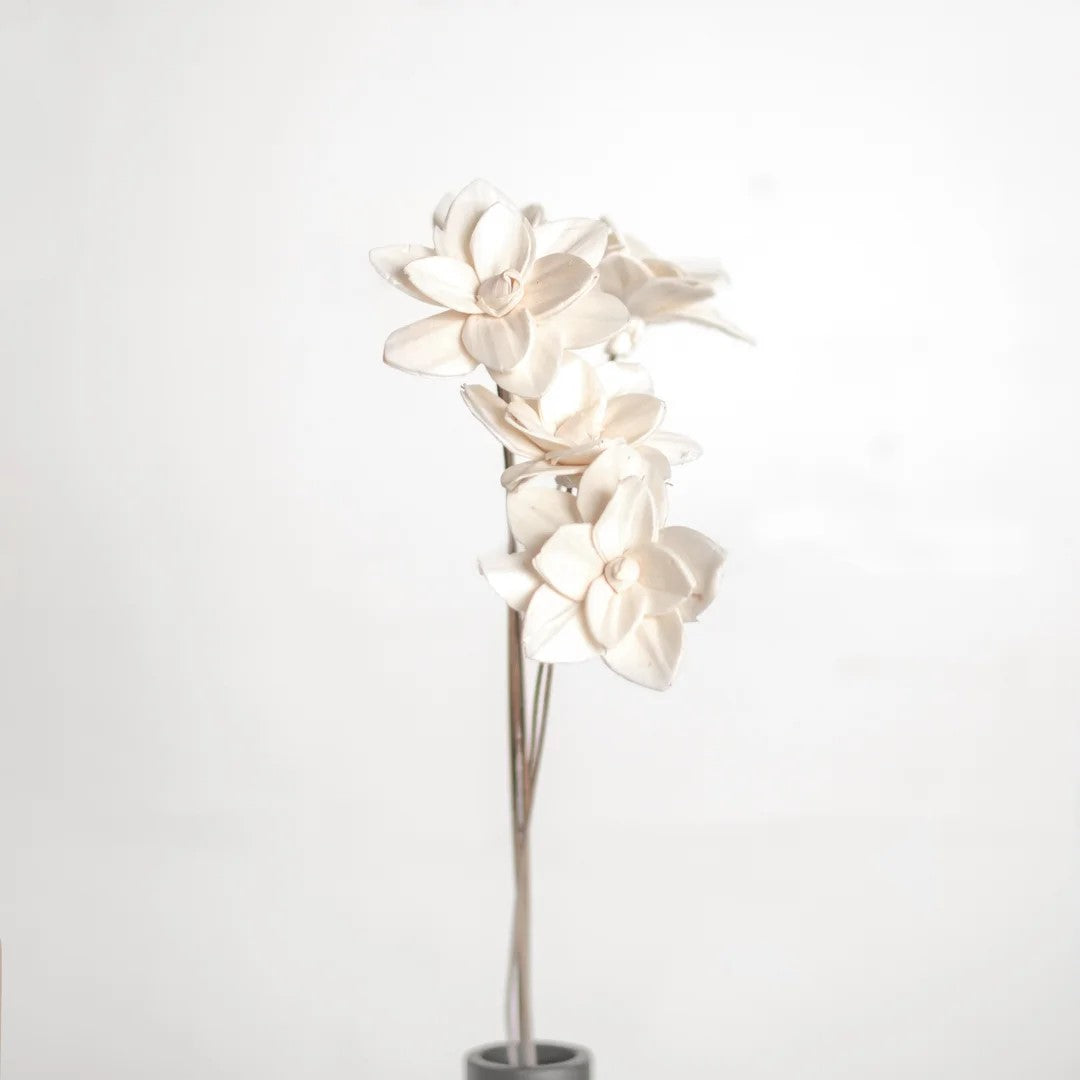 Dried White Magdalena Flower 18