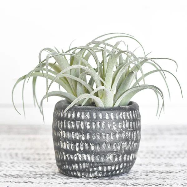 Air Plant in Pot