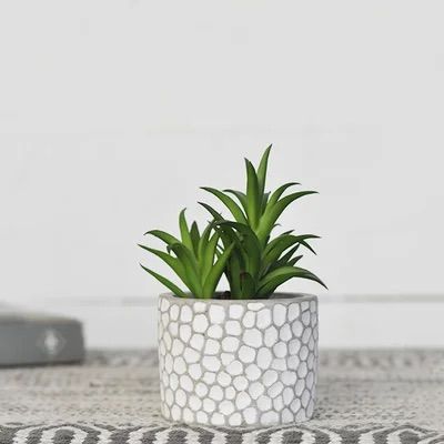 Succulent in textured pot 6"