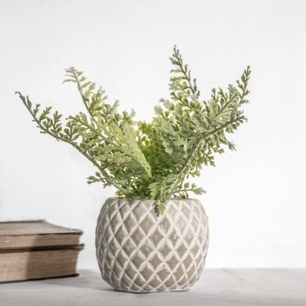 succulent fern plant 10" Fern in Pot